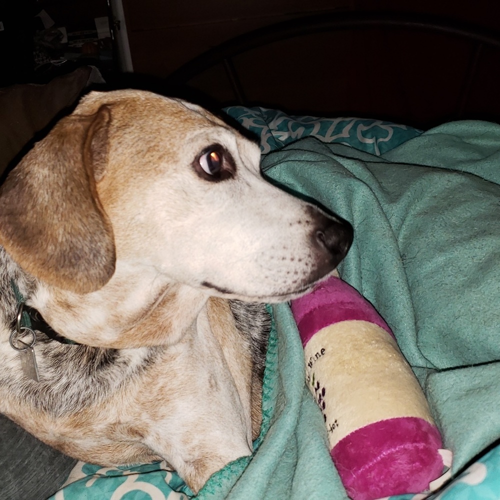 Meet your Posher, Geri